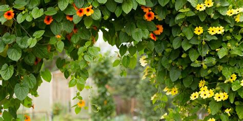 Exploring the Wonders of Vining Garden Plants