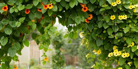 vining garden plants