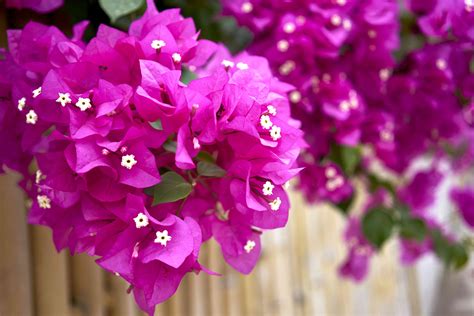 The Beauty and Benefits of Vining Perennial Flowers