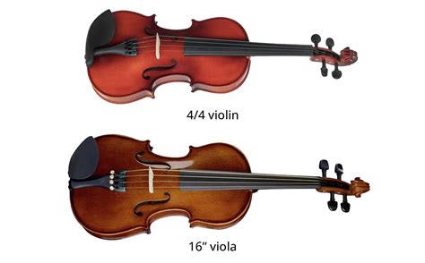 Viola
