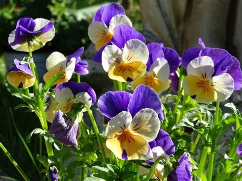 viola companion plants