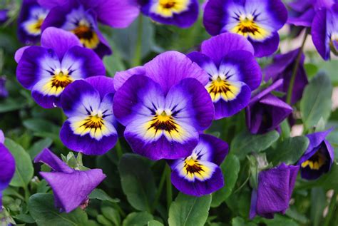 viola flower