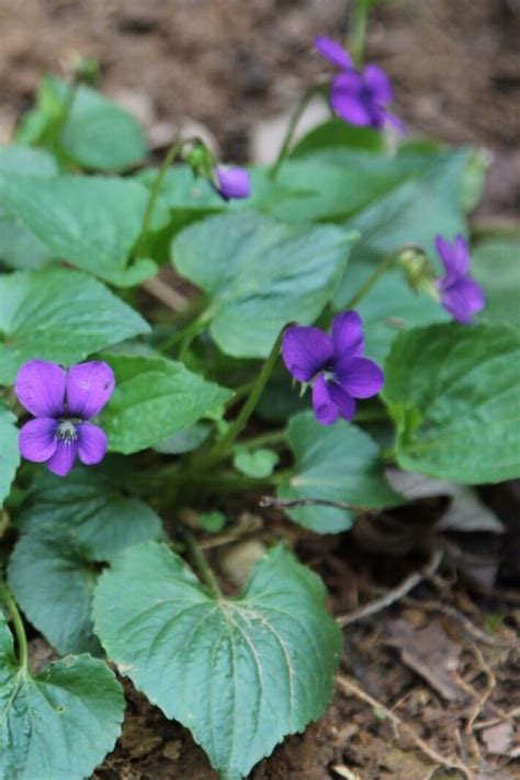 violet companion plants