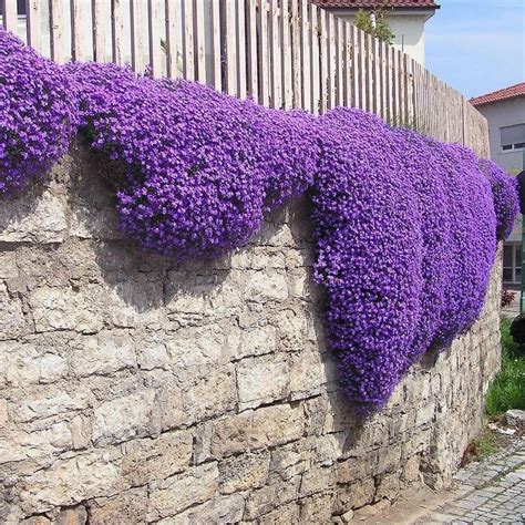 violet creeper plant