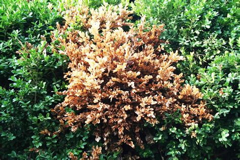 volutella blight control
