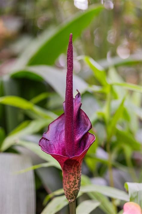 voodoo lily information