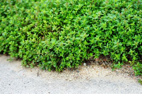 walk on me thyme