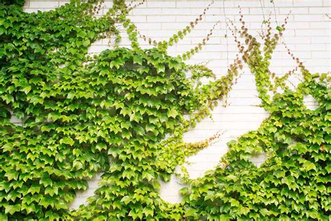 wall climbing plants