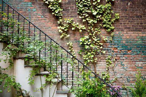 wall of vines