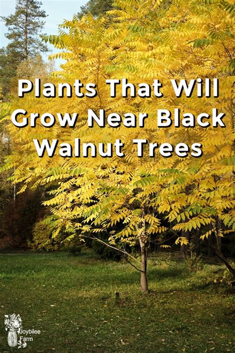 walnut tree companion plants