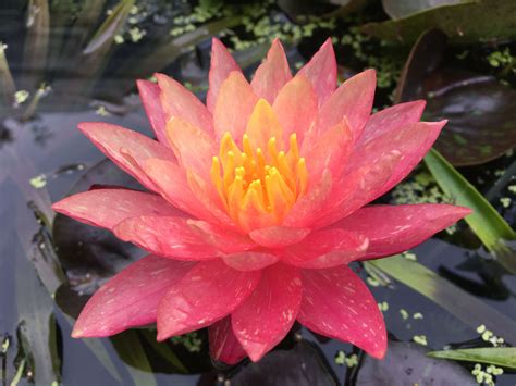 wanvisa water lily