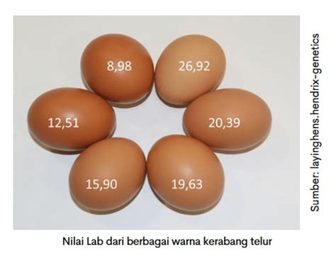warna cangkang telur ayam