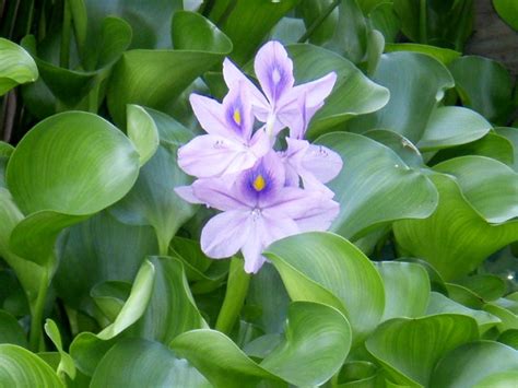 water hyacinth floating plant