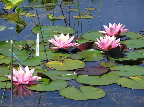 water lilies for small ponds