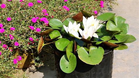 water lily care tips