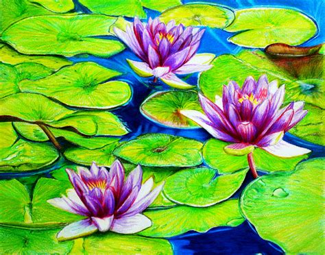 water lily drawing colour