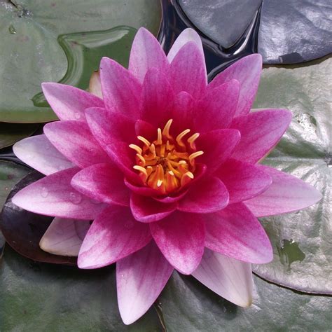 water lily nymphaea