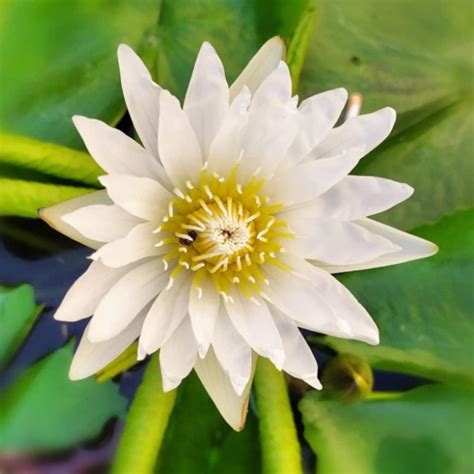 water lily tuber