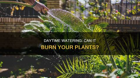 watering leaf burn