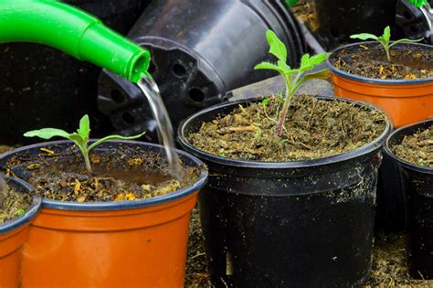 watering tomatoes in pots