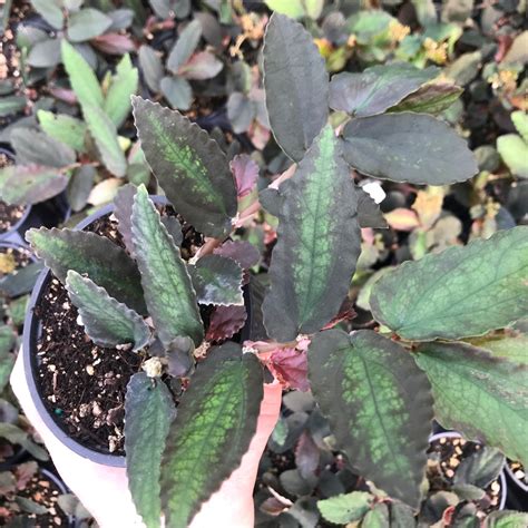watermelon begonia