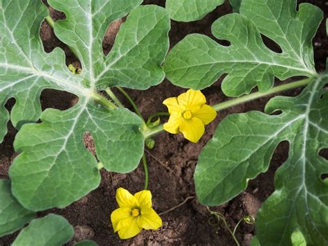 watermelon dropping blossoms