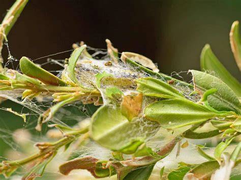 webbing caterpillar
