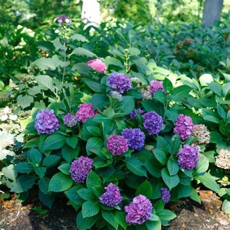 wee bit grumpy hydrangea