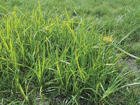 Weed Control in Fescue Lawns
