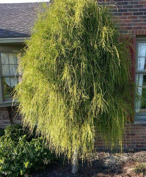 weeping arborvitae