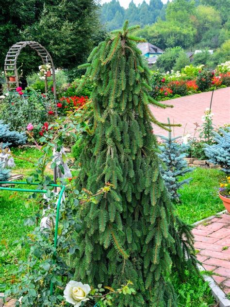 weeping coniferous trees