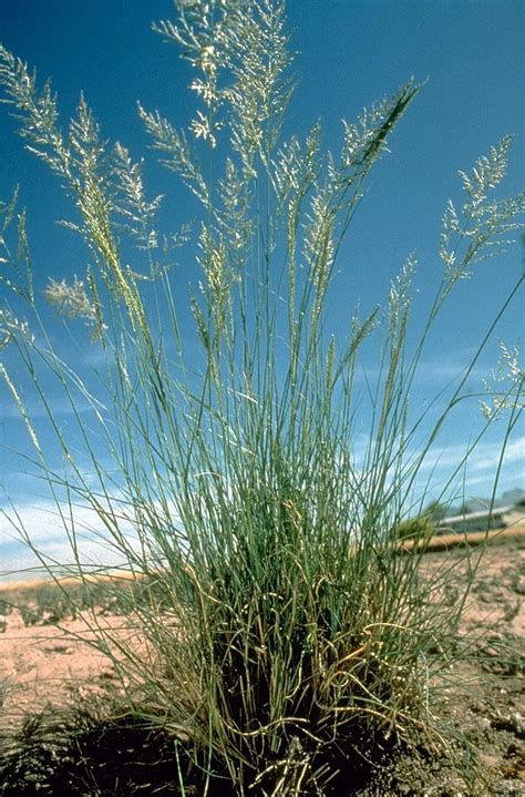 weeping love grass