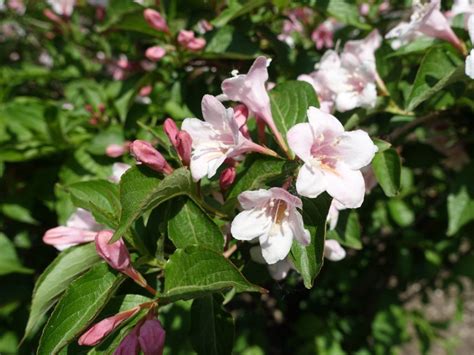 weigela problems