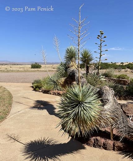 west texas plants