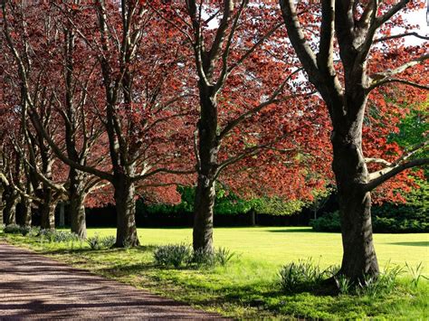 western shade trees