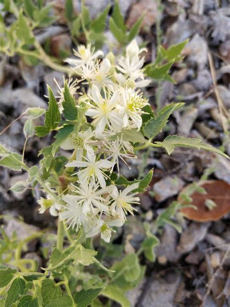 western white clematis