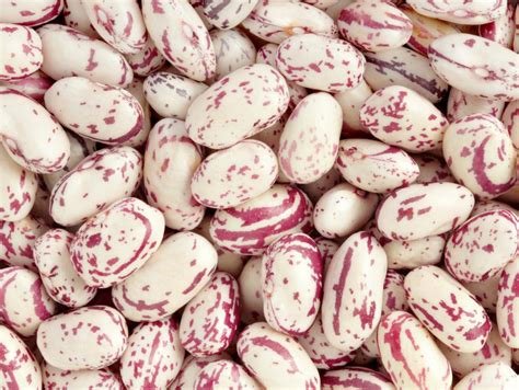 what are cranberry beans