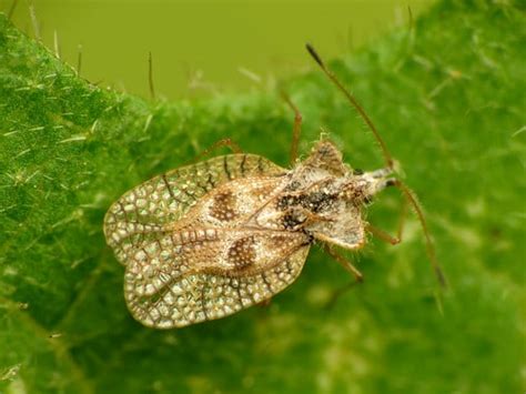 what are lace bugs