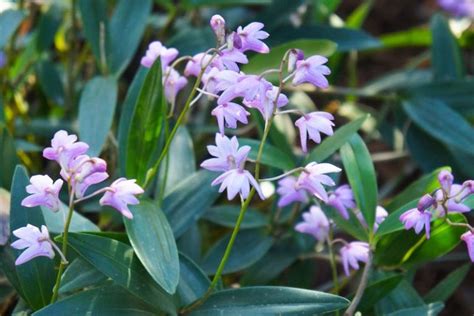 what are native orchids