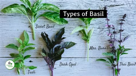 what are varieties of basil