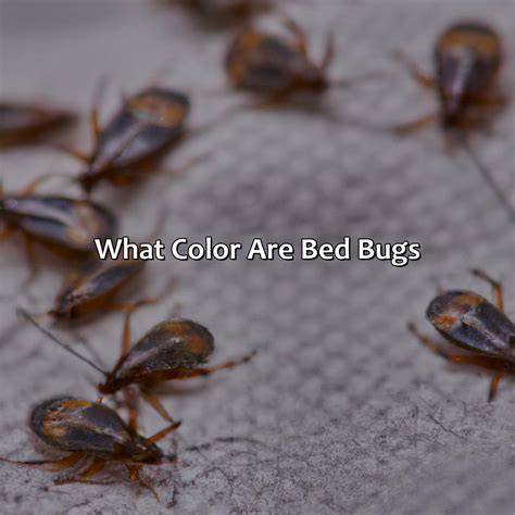 What Color Are Bed Bugs Coloring Wallpapers Download Free Images Wallpaper [coloring365.blogspot.com]