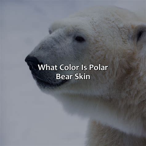 What Color Are Polar Bears Coloring Wallpapers Download Free Images Wallpaper [coloring876.blogspot.com]