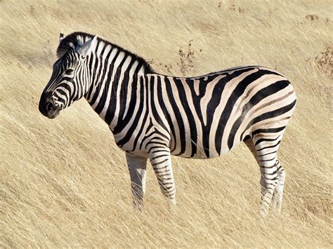 What Color Is A Zebra Coloring Wallpapers Download Free Images Wallpaper [coloring365.blogspot.com]