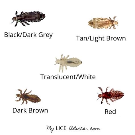 What Color Is Lice Coloring Wallpapers Download Free Images Wallpaper [coloring365.blogspot.com]