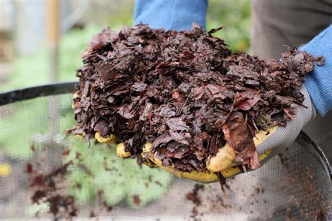 what is leaf mold