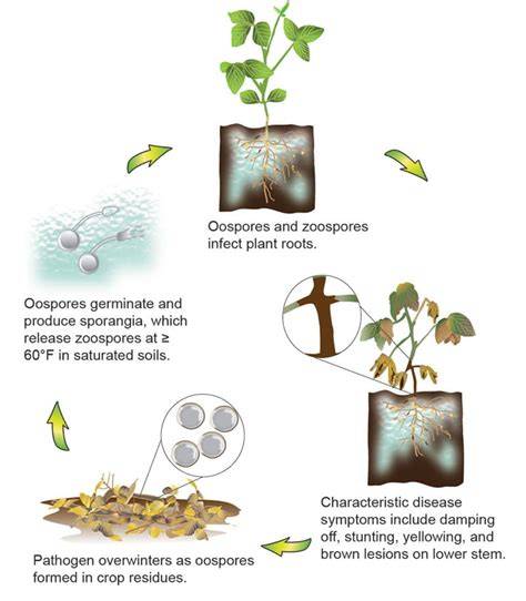 what is phytophthora