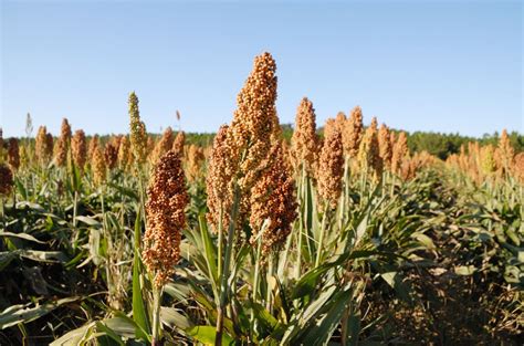 what is sorghum
