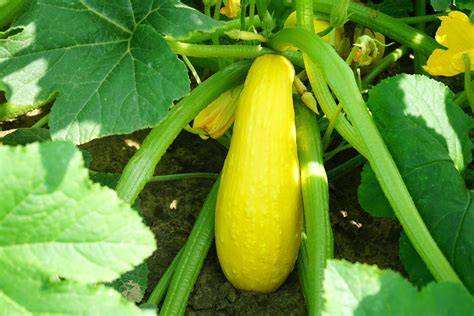 what is straightneck squash