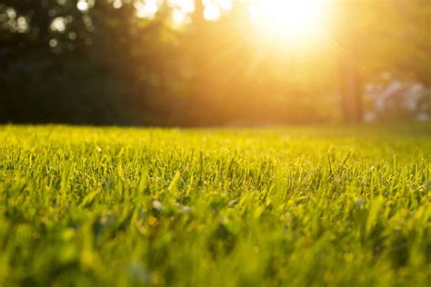 what is warm grass