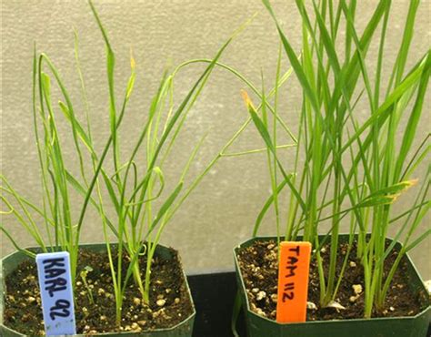 wheat curl mite control